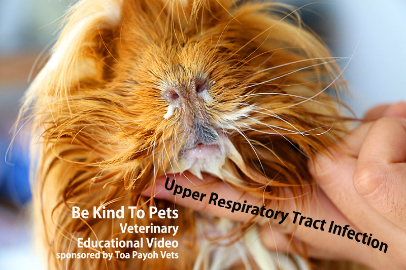 Veterinary, Photography and Travel Stories for vet students and pet