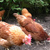 Best Conditions for Laying Hens