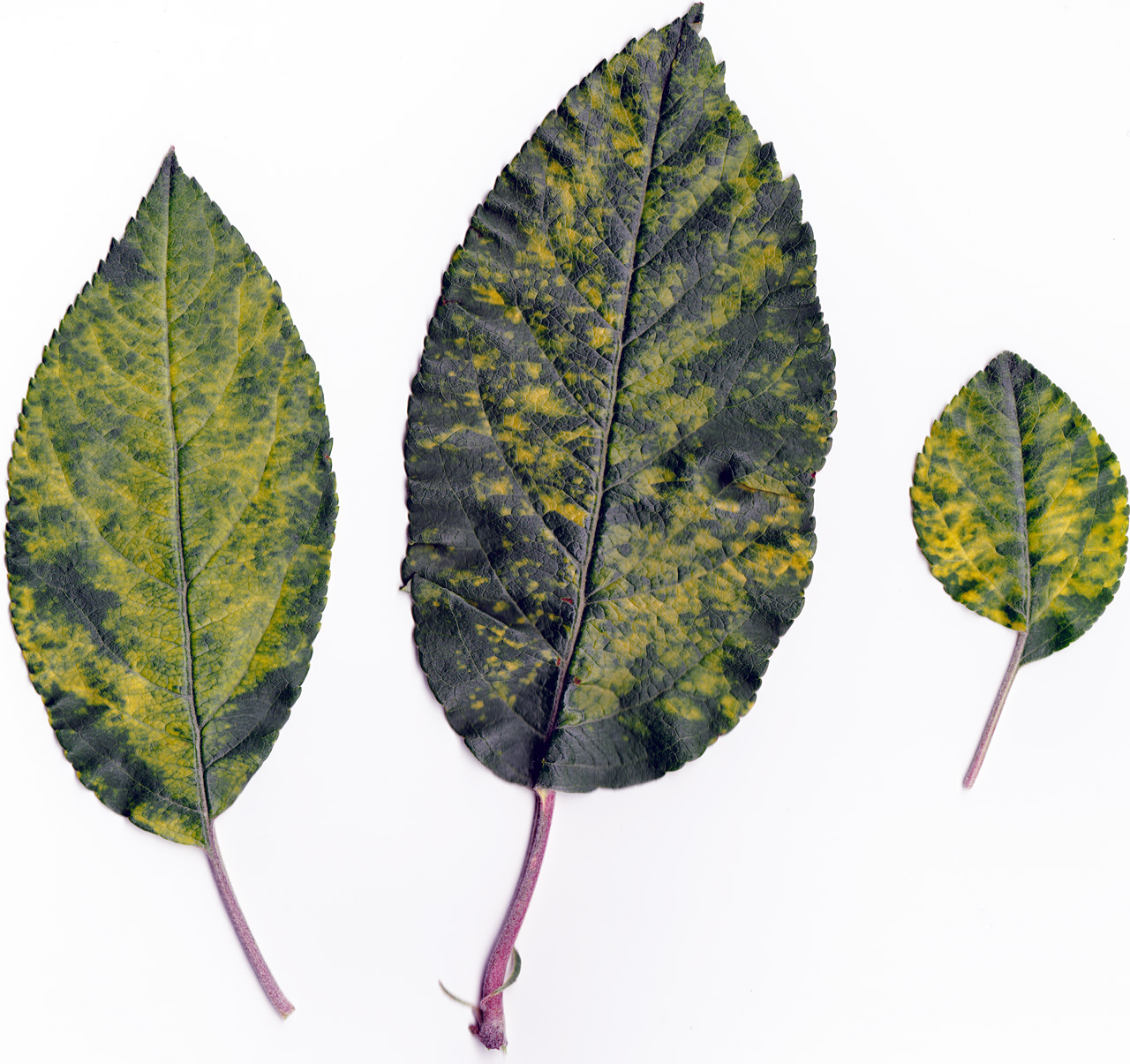 Red Spots On Apple Tree Leaves