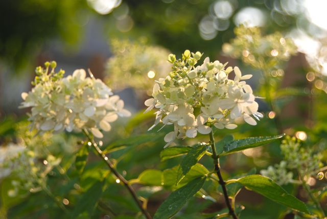 And behind the towering meadow rue are three white hydrangeas, Hydrangea paniculata 'Limelight'. It is hardy in zones 3-9 and its flowers increase in size as the bush grows larger. 