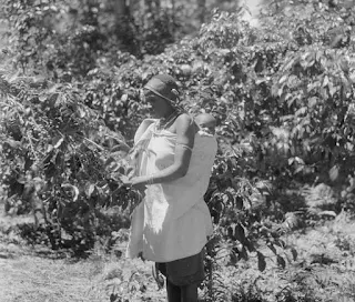 Coffee picking North of Nairobi Kenya in 1936