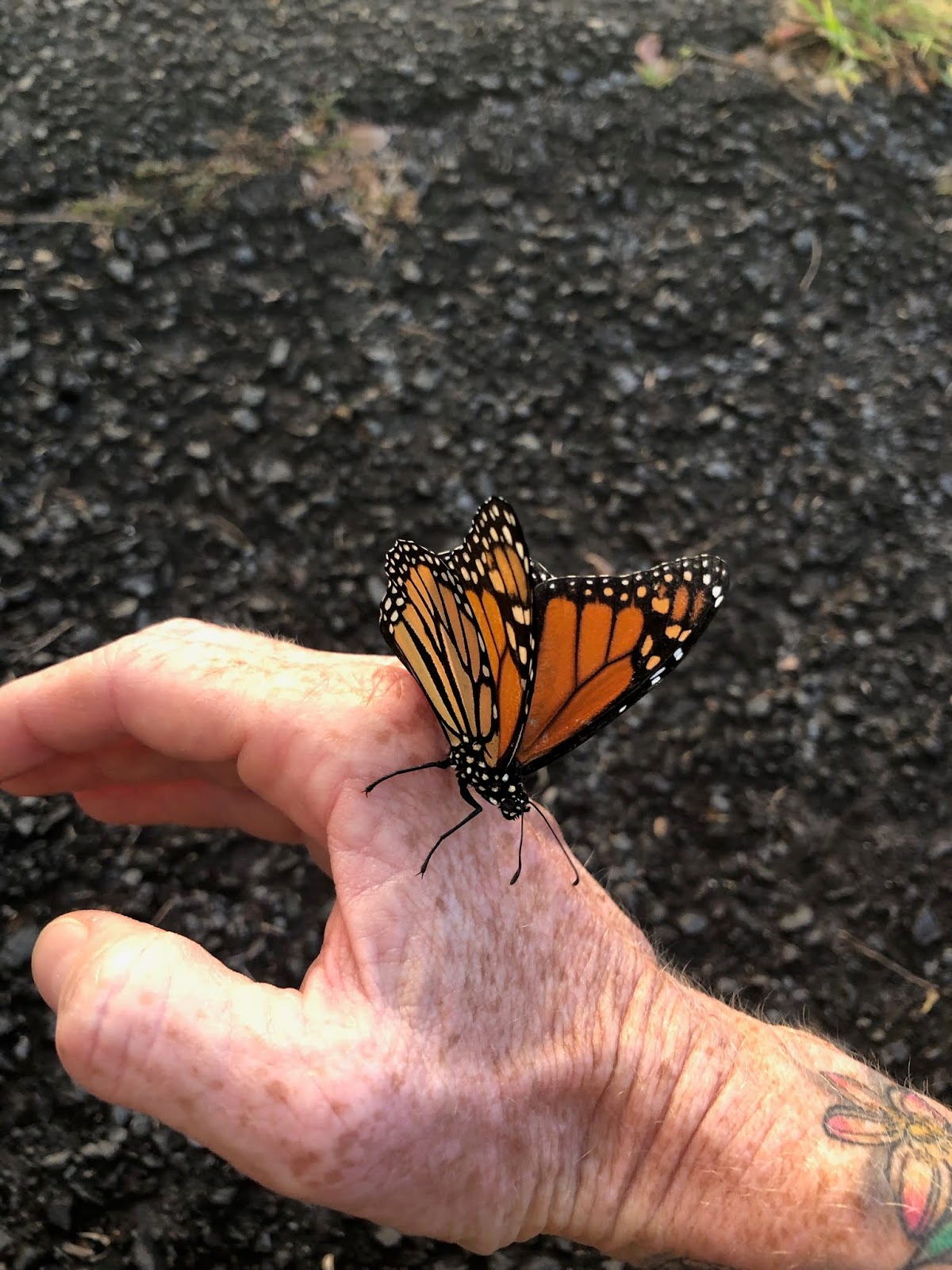 The Fetching Butterflies Leak: Will They Get Away With It? - 6hdx6uj