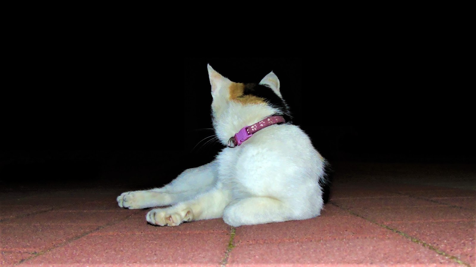 Data zrobienia zdjęcia: 9 sierpnia 2020