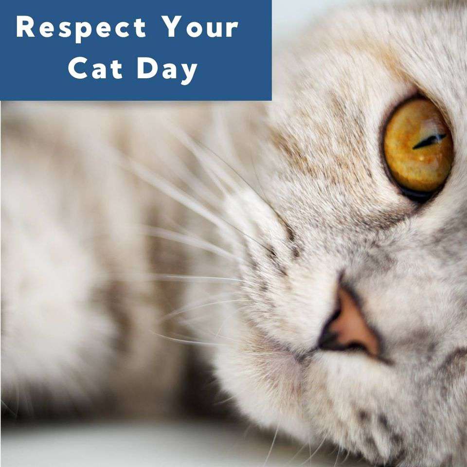 Respect Your Cat Day Wishes for Whatsapp Respect Your Cat Day Wishes for Whatsapp
