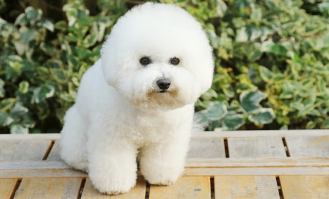 Bichon Frise anjing yang mudah dirawat, mereka menjadi peliharaan yang cocok untuk pemula