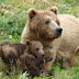 Διημερίδα κατάρτισης  του προσωπικού των Δασικών Υπηρεσιών  και των φορέων που εμπλέκονται στη διαχείριση πληθυσμών αρκούδας