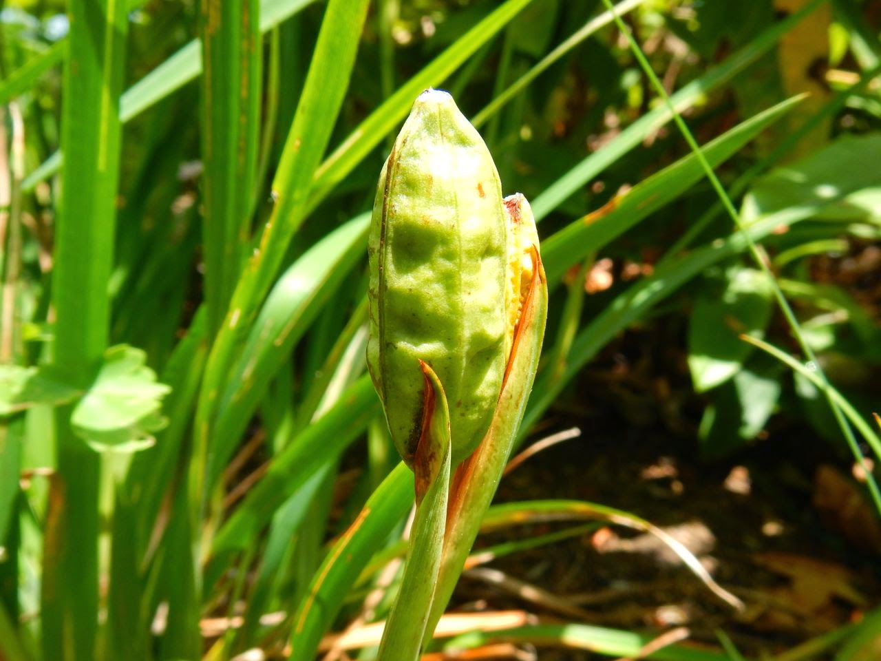 World Of Irises Bagging Pods To Save Pacifica Iris Seeds world-of-irises-bagging-pods-to-save-pacifica-iris-seeds