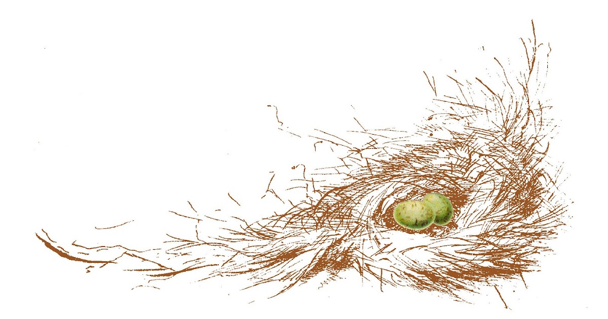 free clipart nest with eggs - photo #25