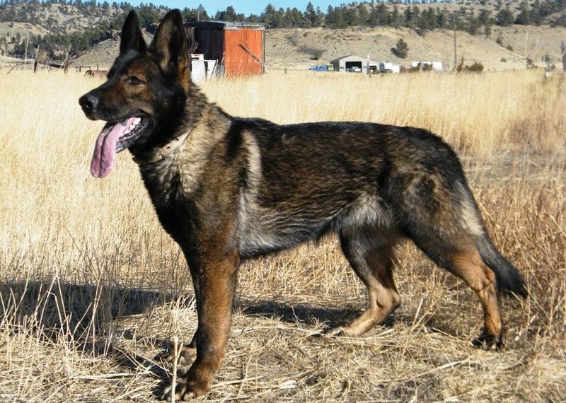 Ddr Working Line German Shepherd Breeders 2025