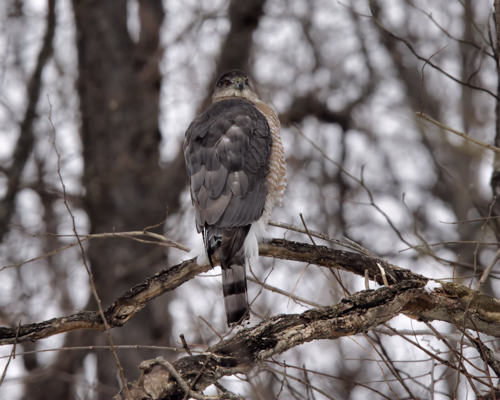 Birds from Behind : Angry and Agitated About Accipiters!