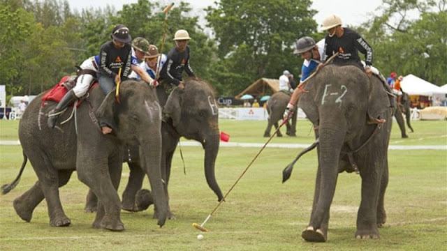 Elephant Polo In Nepal Unknown And Mind-Blowing Facts About Nepal