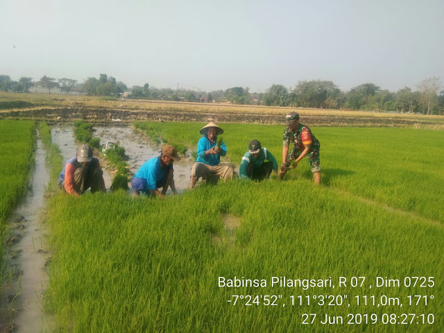 Babinsa Pilangsari  Dampingi Petani Daud Bibit Padi