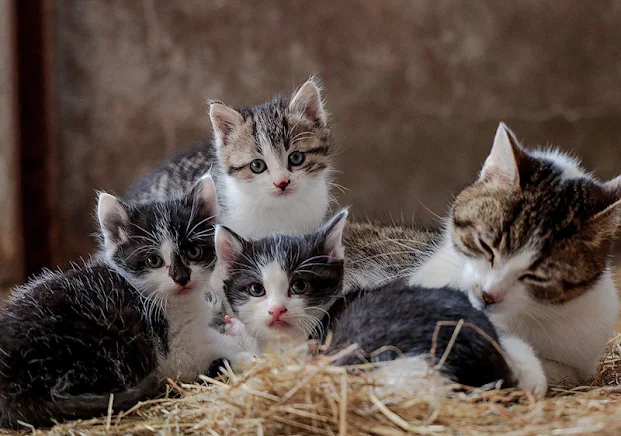 Mother cat and kittens