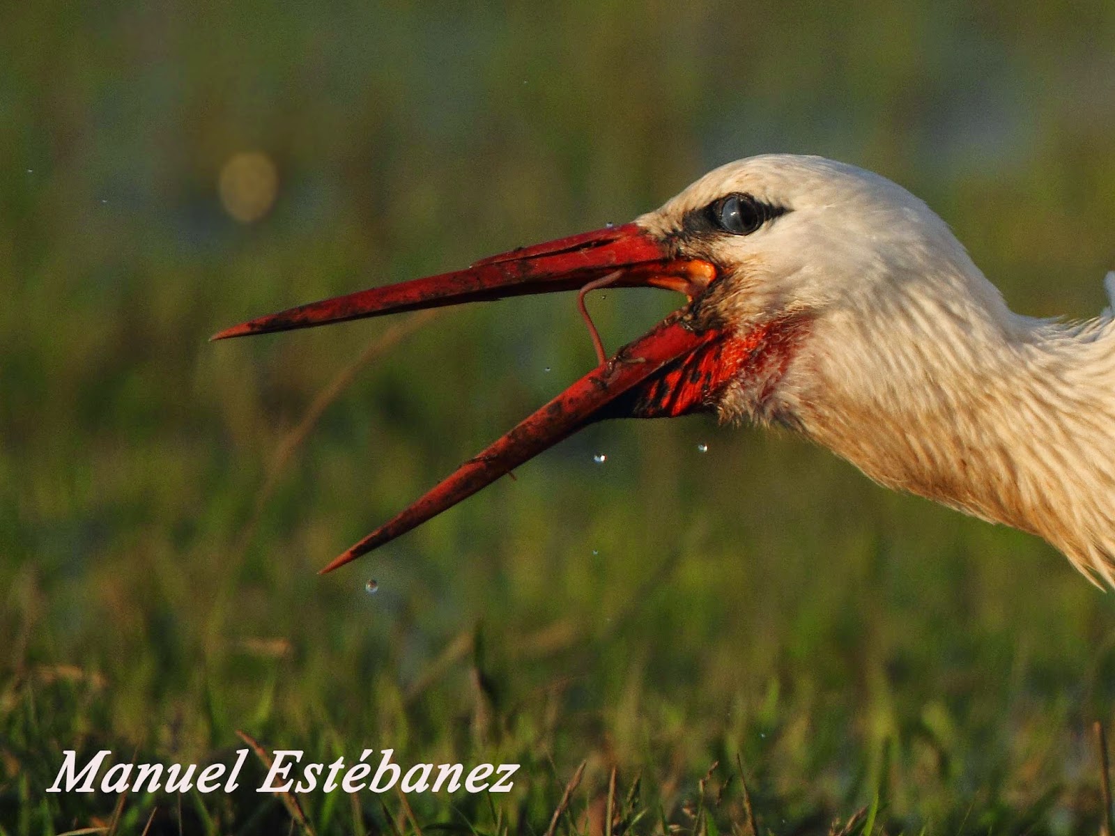 Miradas Cantábricas: Cigüeña blanca (Ciconia ciconia) II