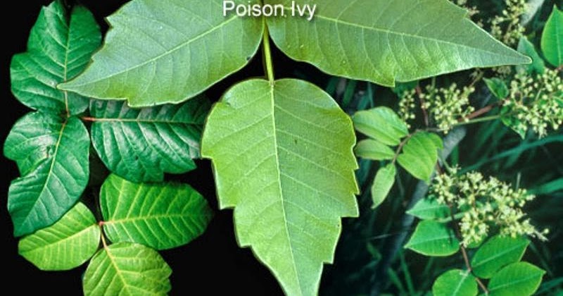 90 Miles From Tyranny : Prepping: Know Your Poisonous Plants...
