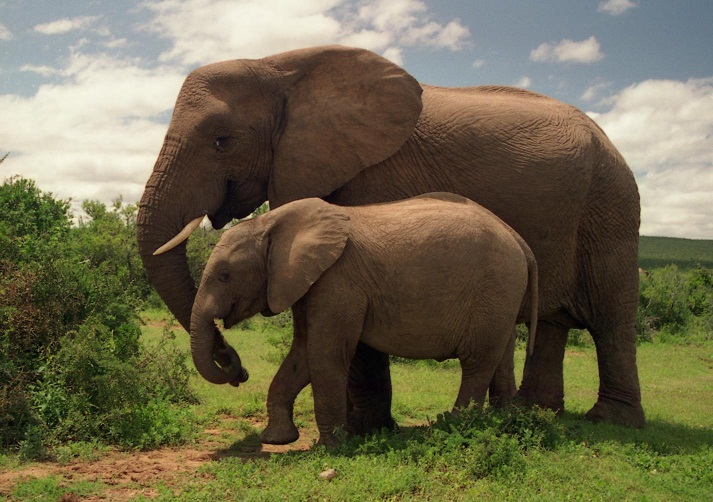 Apa Perbedaan Gajah Afrika dan Gajah India? | Belajar Sampai Mati
