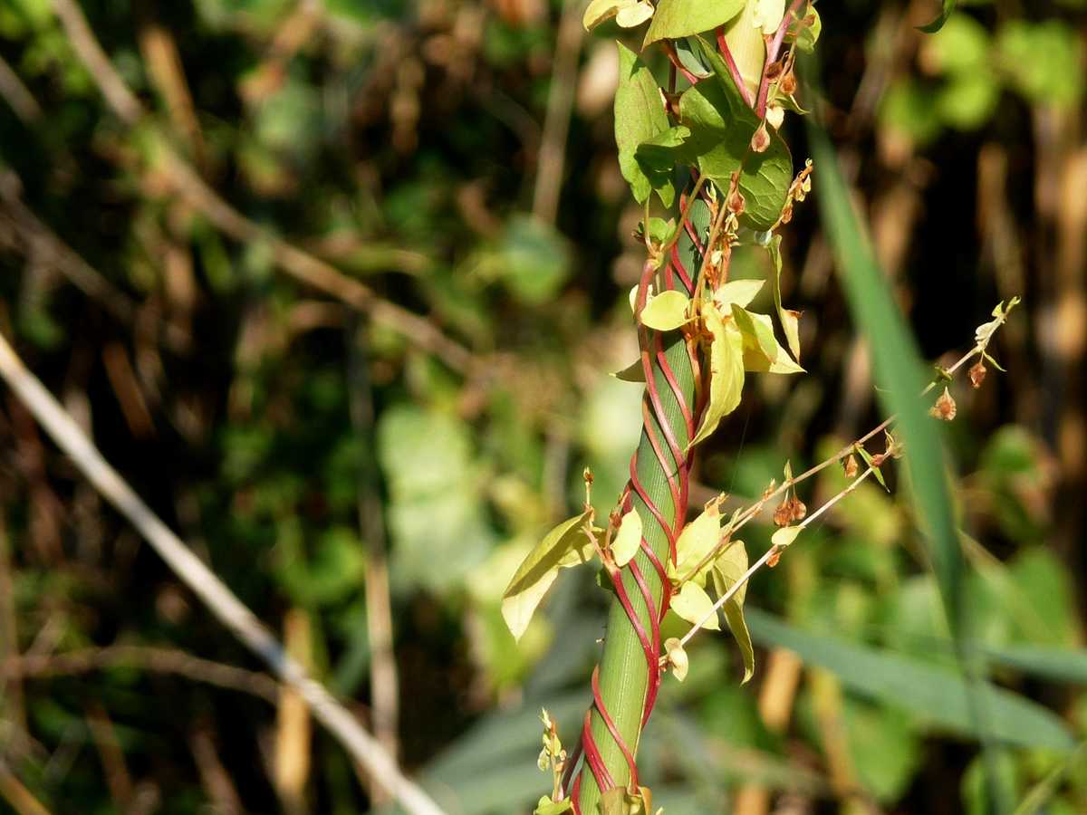 r o b i n 's y a r d: Fallopia convolvulus (Polygonum convolvulus)