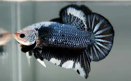 Ikan Cupang Mask - Mask Betta - Ikanhiasku