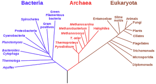Bakteri, arkea ve ökaryotlar arasındaki ayrışmayı gösteren, rRNA verilerine dayandırılmış bir filogenetik ağaç.