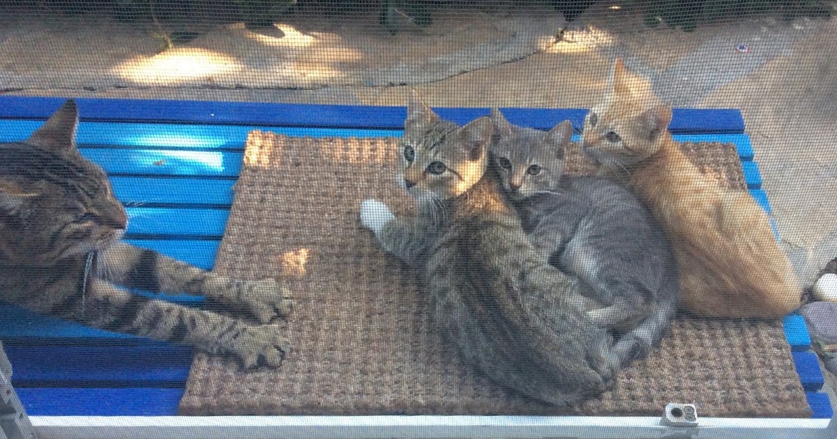 Engin Yücel Safinaz’ın kurye fobisi