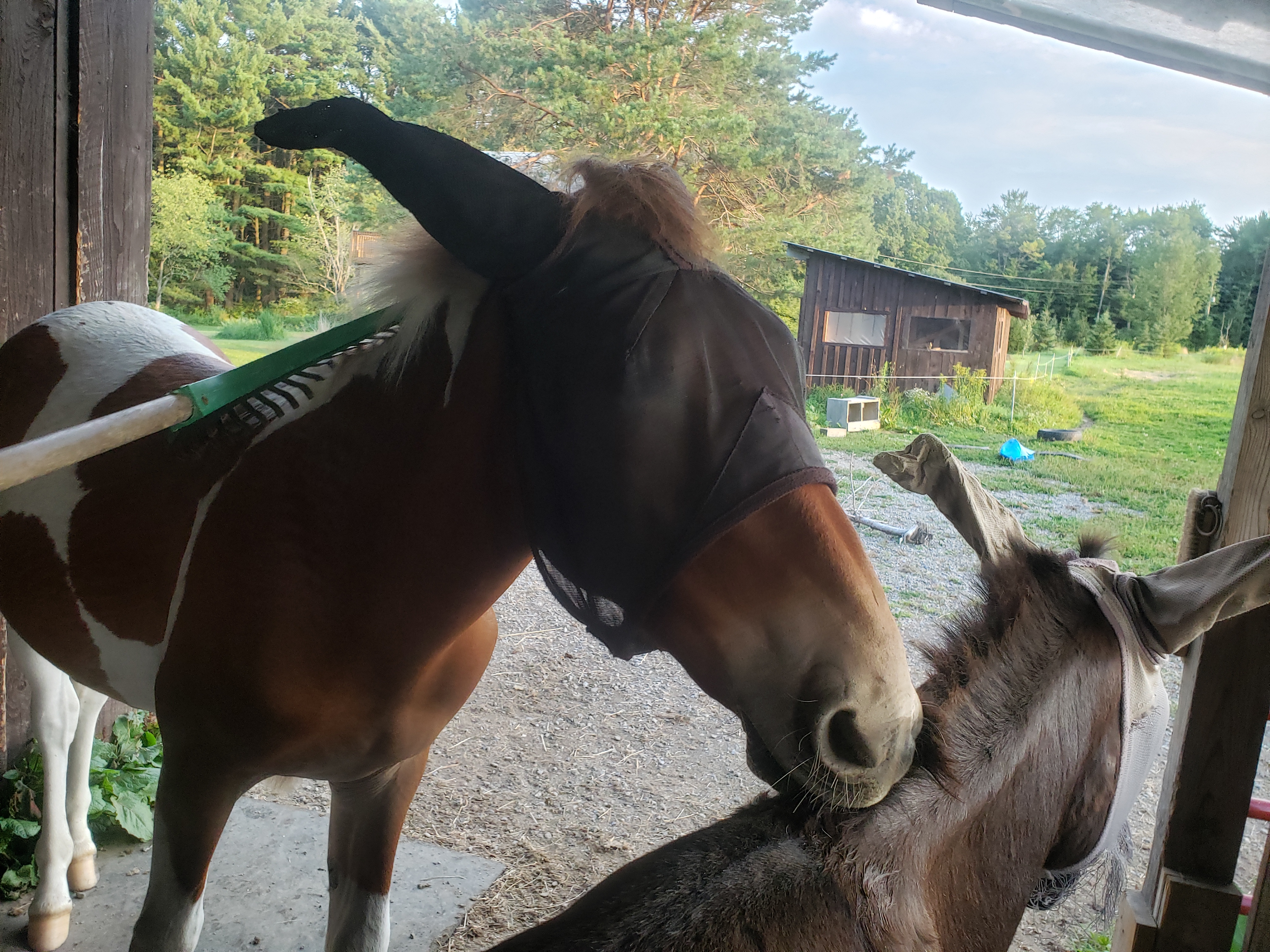 The Dancing Donkey What is the Plural of Doofus?