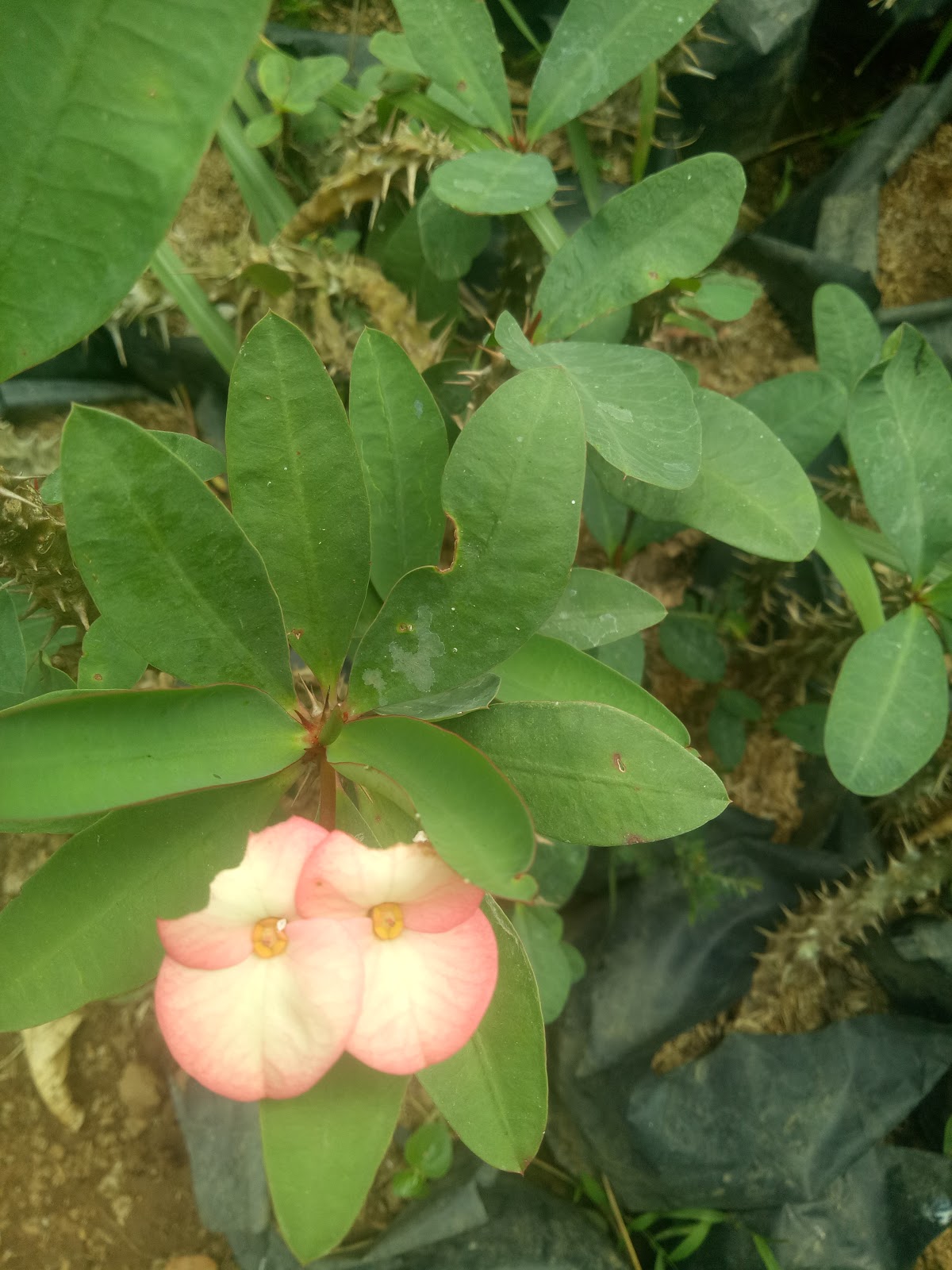 Jual Tanaman Hias Euphorbia Sinox Nursery