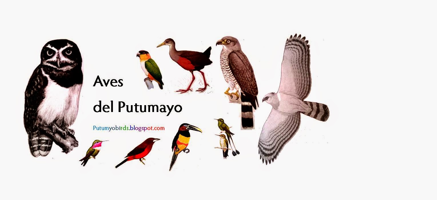 Aves del Putumayo                       
