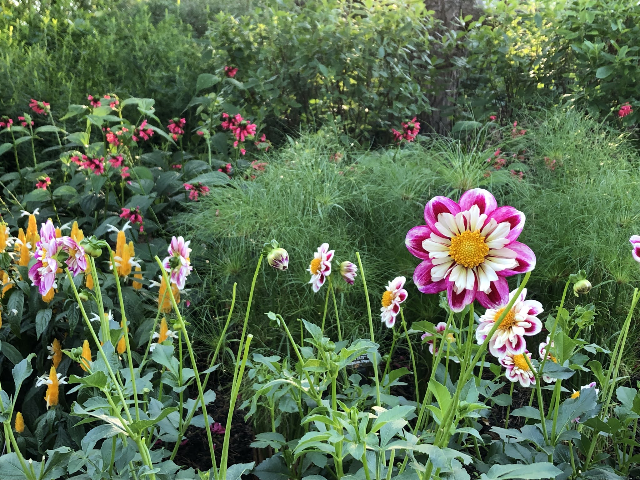 Every goddamn day: 02/05/24: Flower power