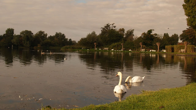 Suffolk Mindfulness: Swan at Thorpness Mere