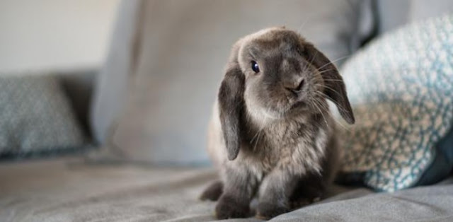 4 Contoh Teks Laporan Hasil Observasi Hewan Beserta