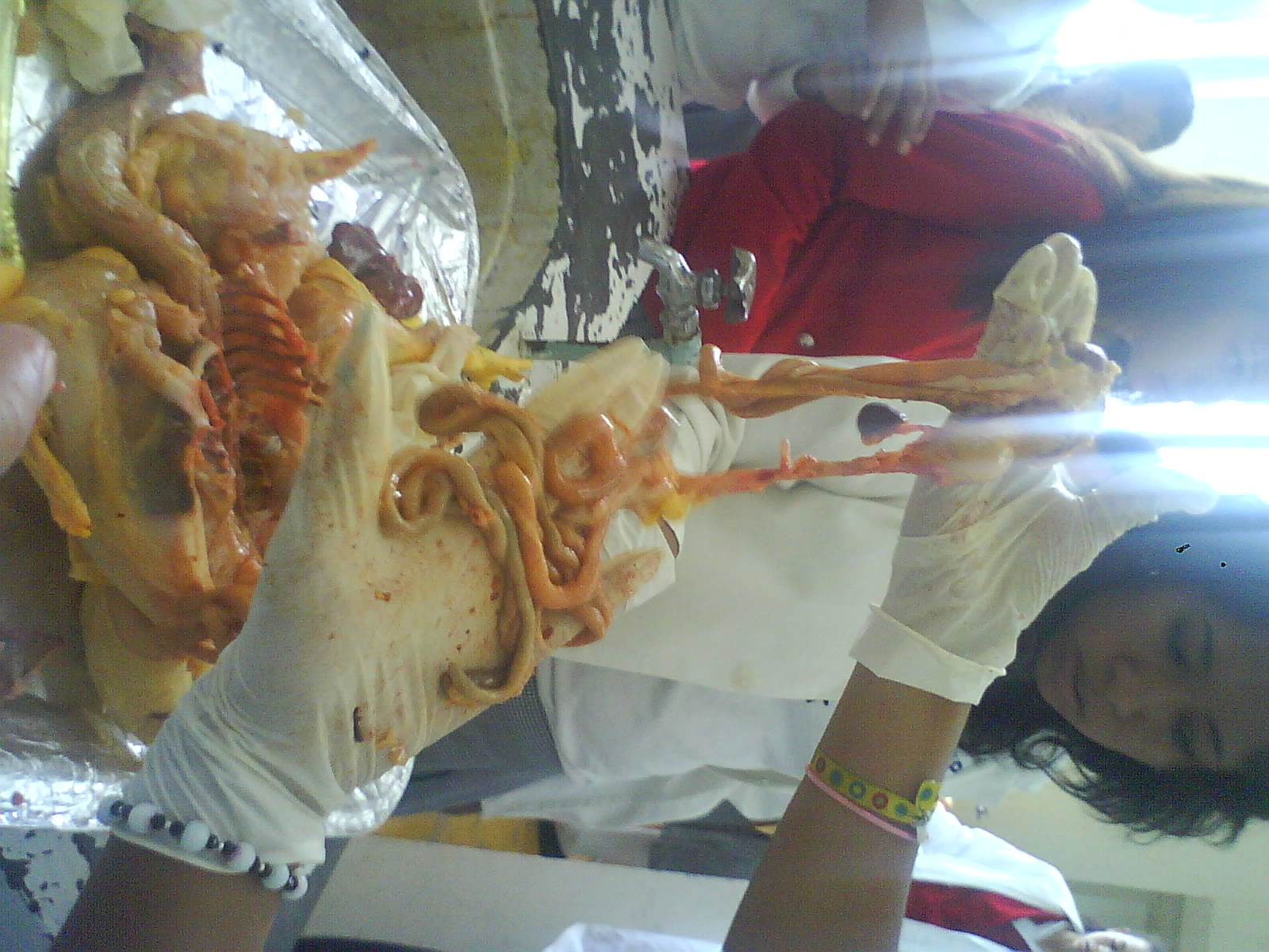 Equipo 1 Practica Del Pollo OBSERVACIONES