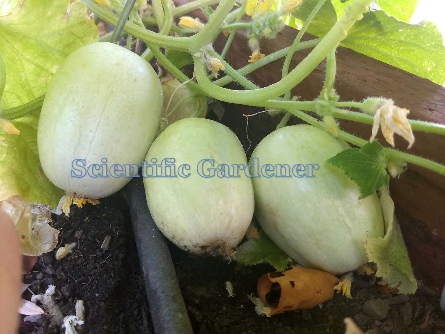 The Scientific Gardener The Crystal Apple Cucumber