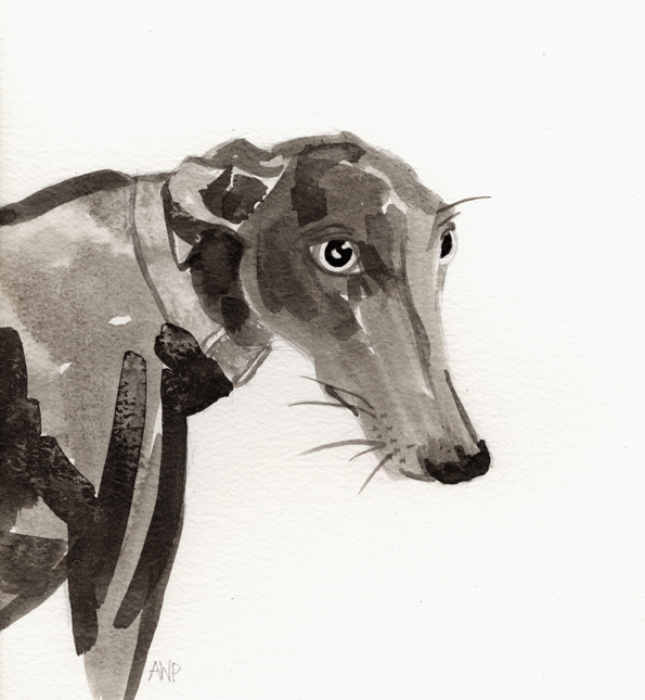 Greyhound Portraits
