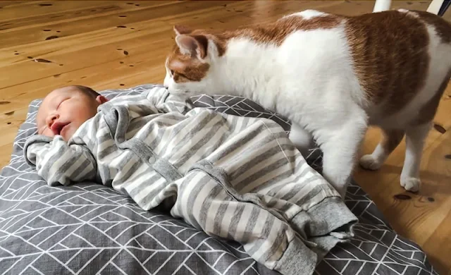 Family cat relies on their sense of smell to investigate the new baby