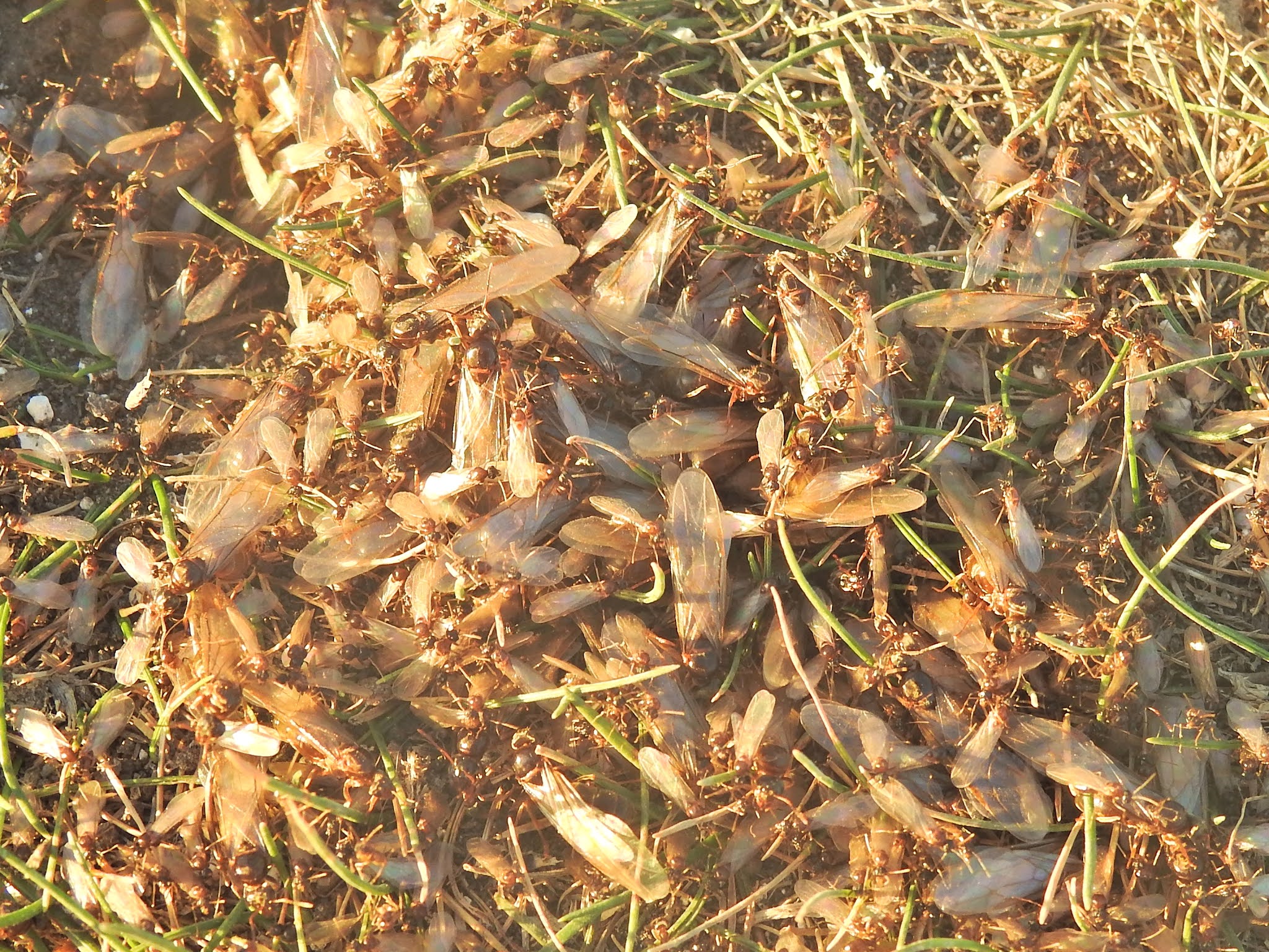 Nature Botherer : Flying Ants