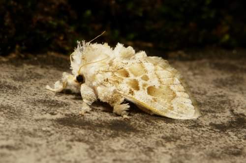 الفراشة الكأسية فرشية الأرجل. Bottlebrush legs Cup Moth (Altha nivea)