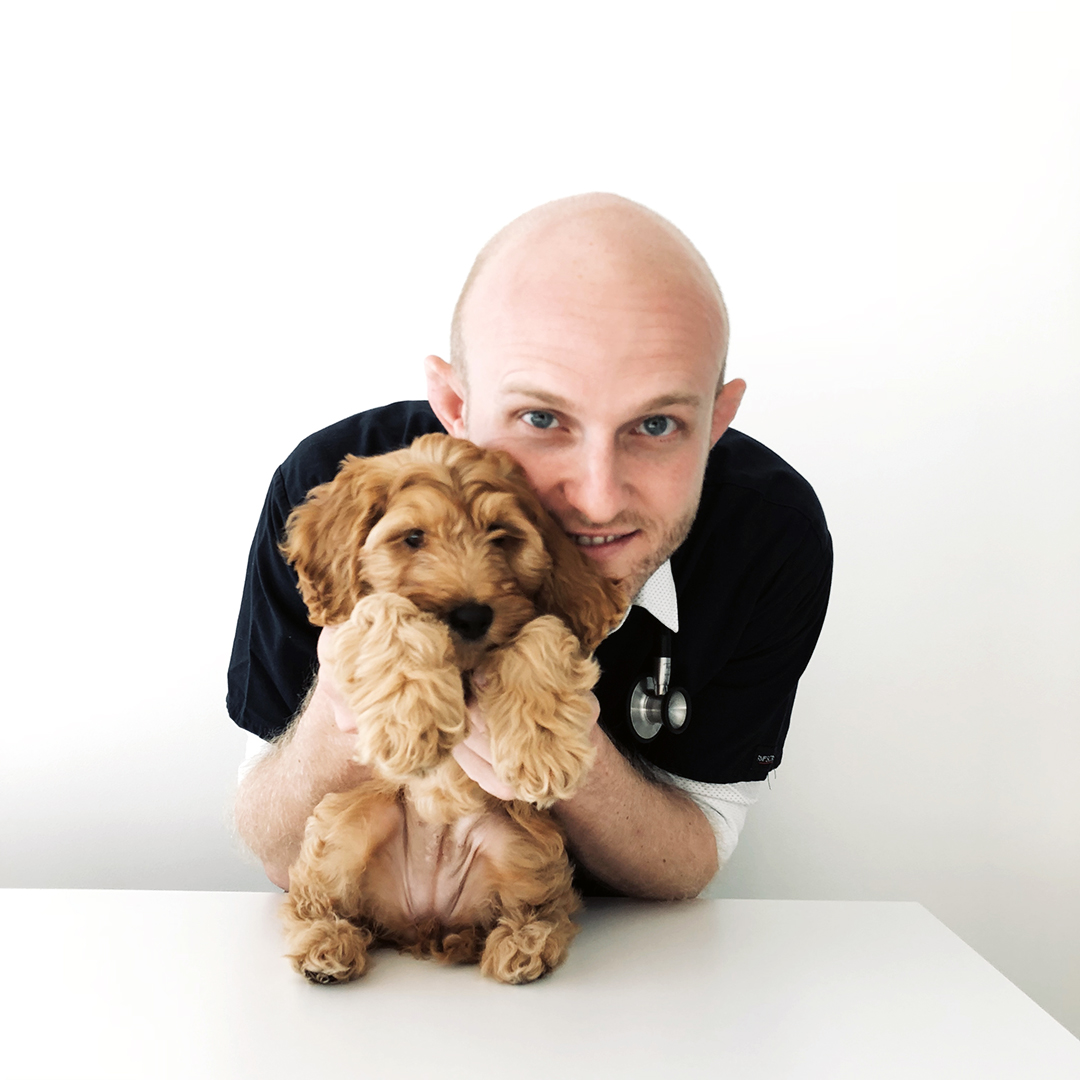 Heart Disease in Dogs Causes, Symptoms & Treatment Australian Dog Lover