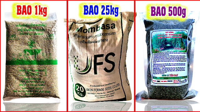Hạt giống cỏ ghine mombasa - Đóng gói 25kg, 500g,1kg