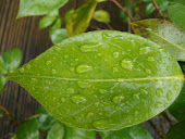 3: Water Leaf
