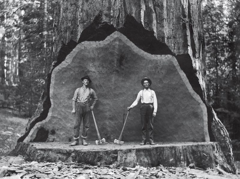 20 Vintage Photos of Lumberjacks Who Felled Big Trees Using Only Hand