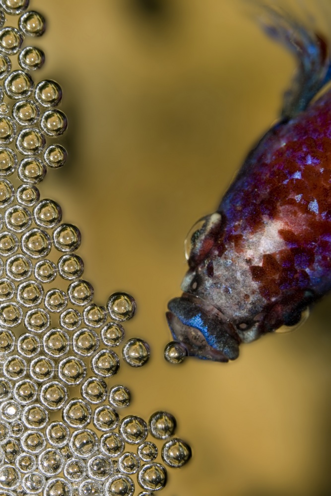 Why Do Betta Fish Make Bubbles? [Exclusive facts you need to know