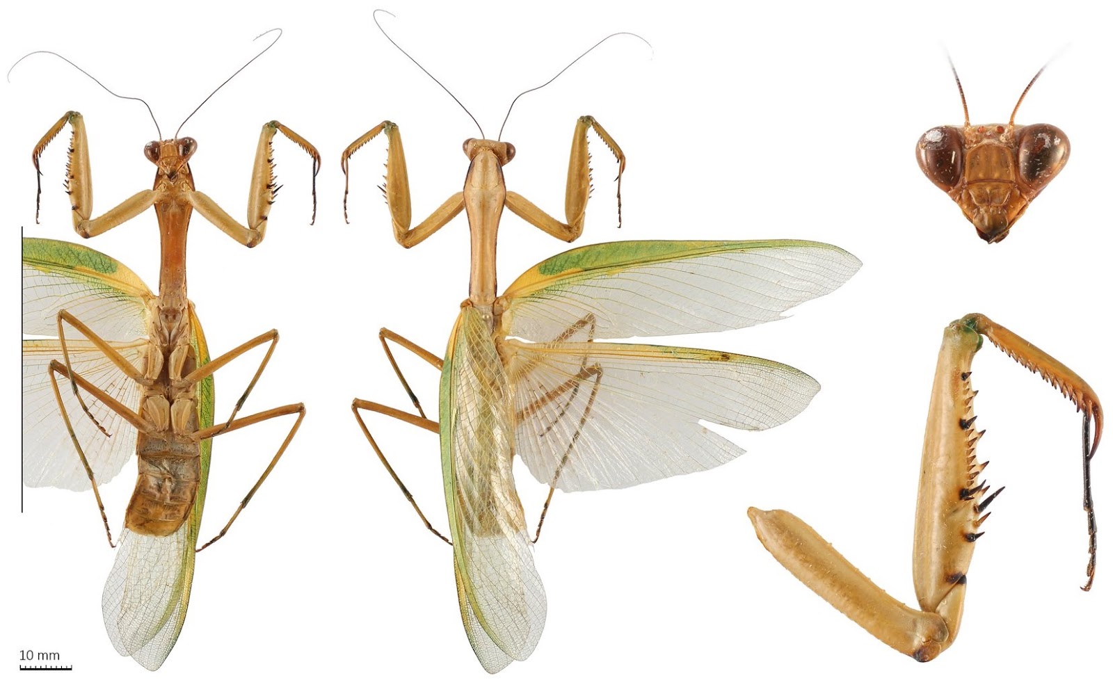 Species New to Science [Entomology • 2020] Titanodula gen. nov. • A New Genus of Giant Oriental