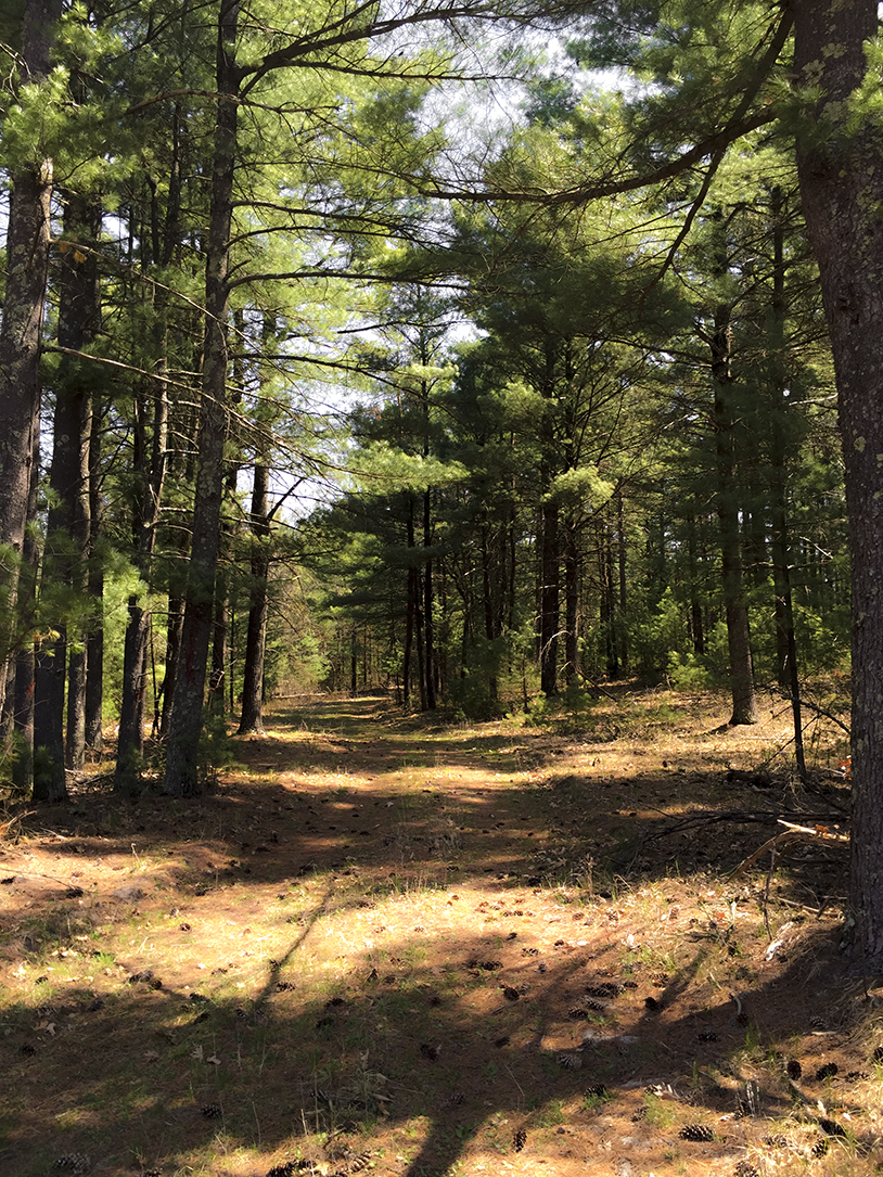 Trail to Lone Rock at Quincy Bluff State Natural Area