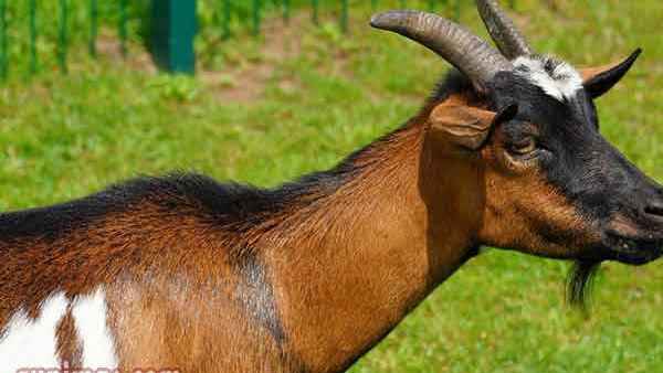 Doa Menyembelih Hewan Qurban Idul Adha Arab dan Latin