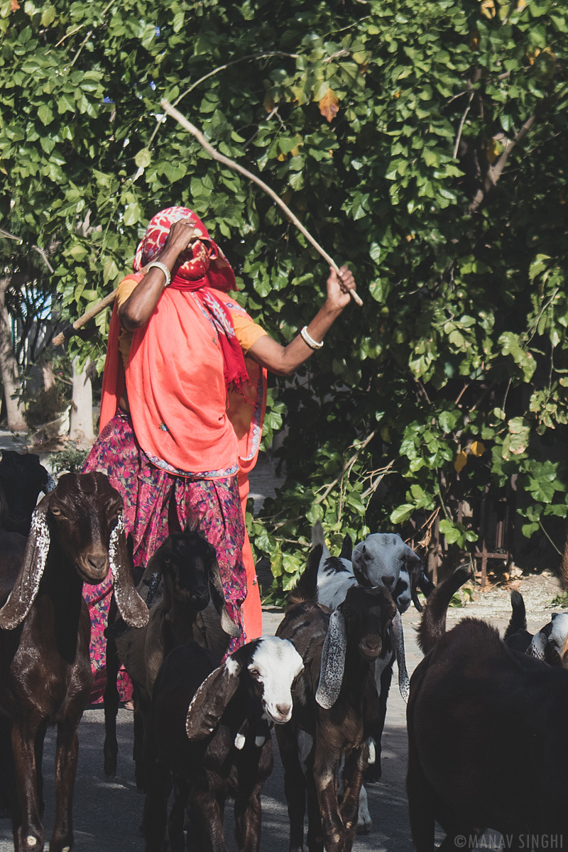 Mrs. Shepherd. - Took this Street Photography Shot on 21-May-2020 at Jai Jawan Colony, Jaipur.