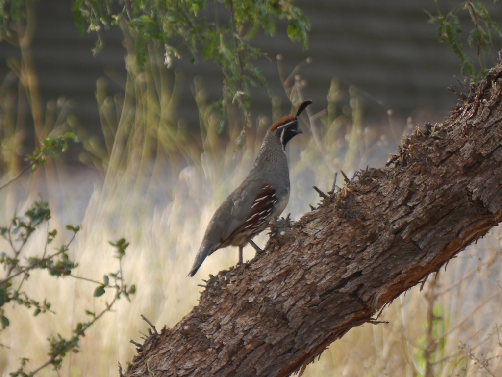 Gambel's quail Gambel's quail