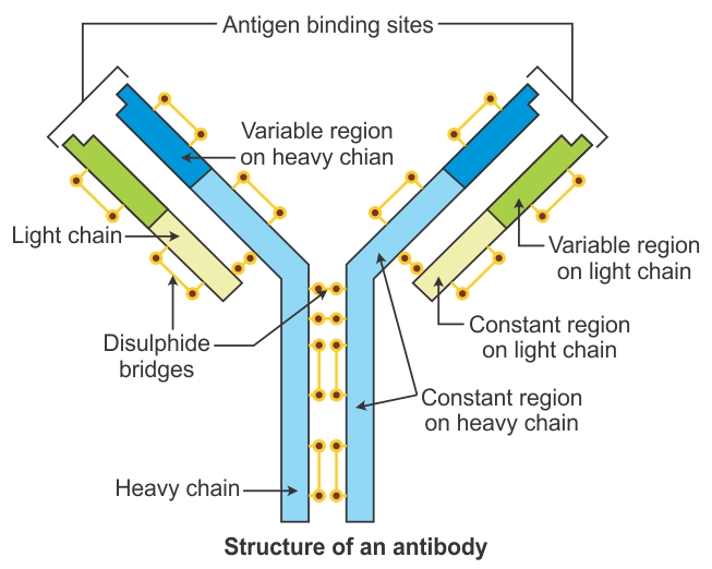 Third Line of Defense Specific Immunity