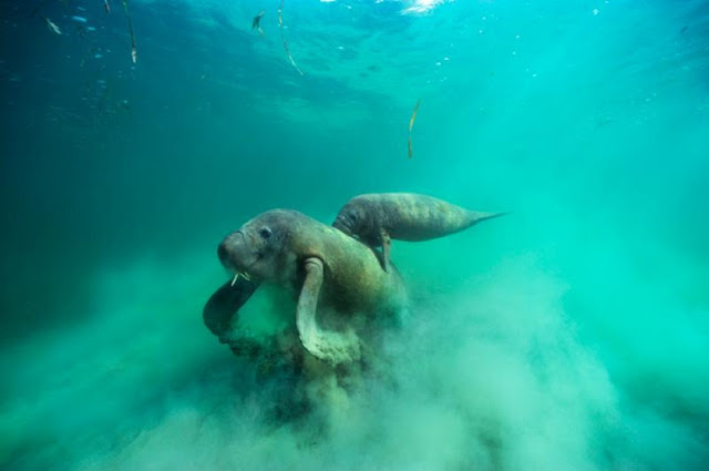 Самка ламантина и ее детеныш запечатлены на пленке во время кормления в водорослях у побережья Бразилии. (Brian Skerry)