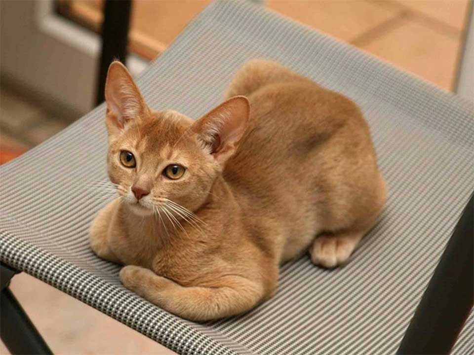 Abyssinian Cat Affectionate and Friendly Domestic Cat