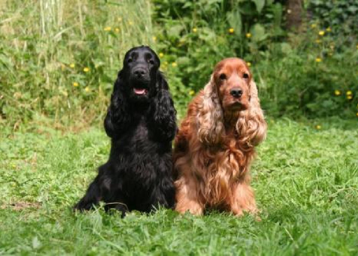 рассказ о породе кокер спаниель 2 класс. английскийкоккоер спаниель. характер английских спаниелей. характер английских спаниелей. собака английский кокер спаниель.